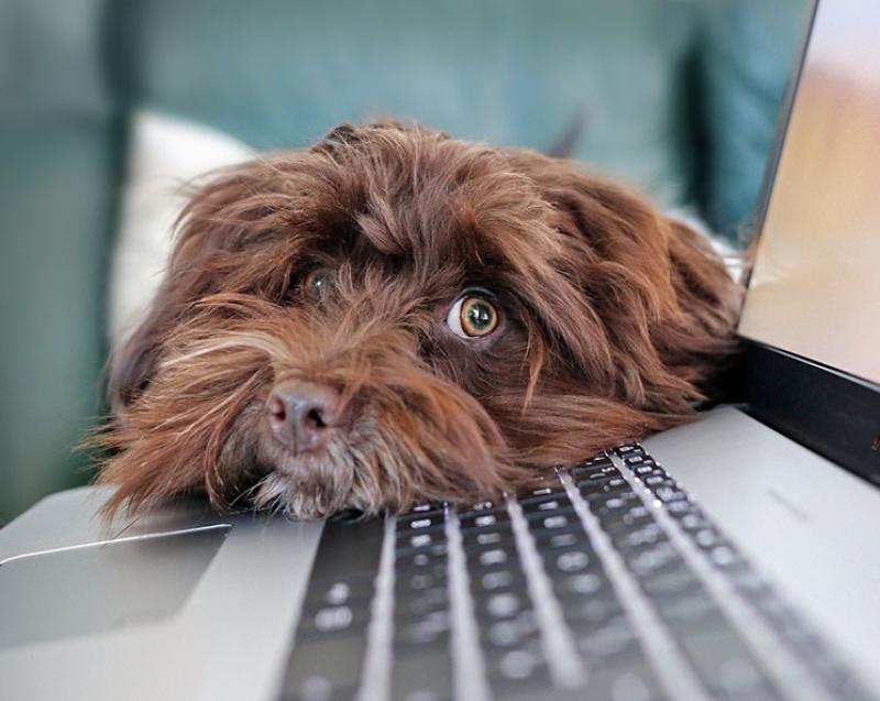 Dog with head on laptop
