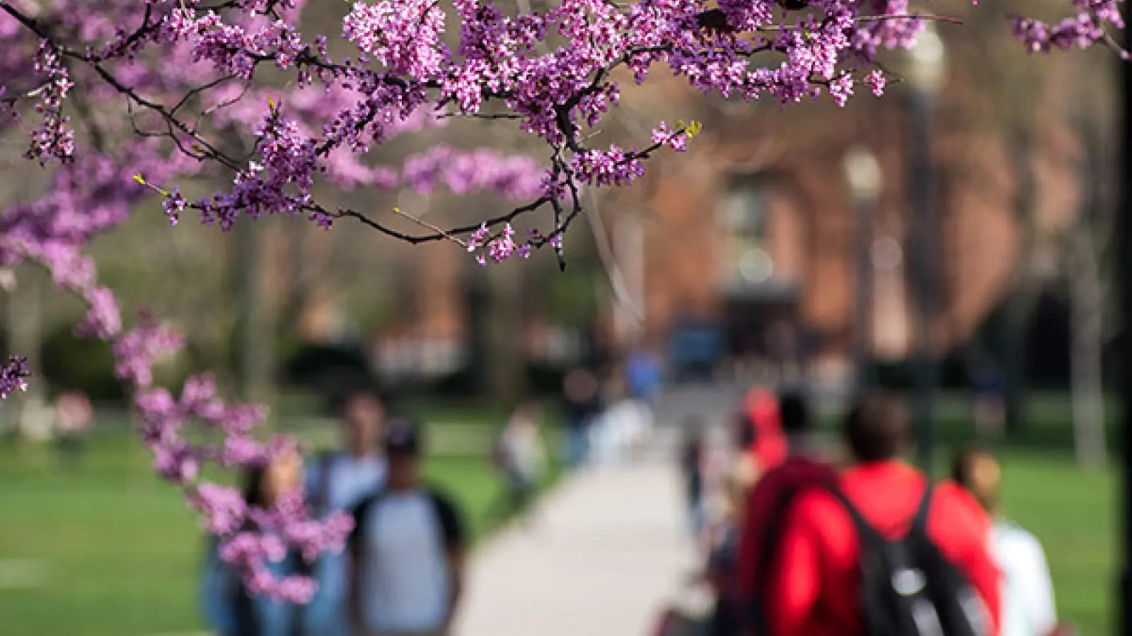 Springtime on the Oval