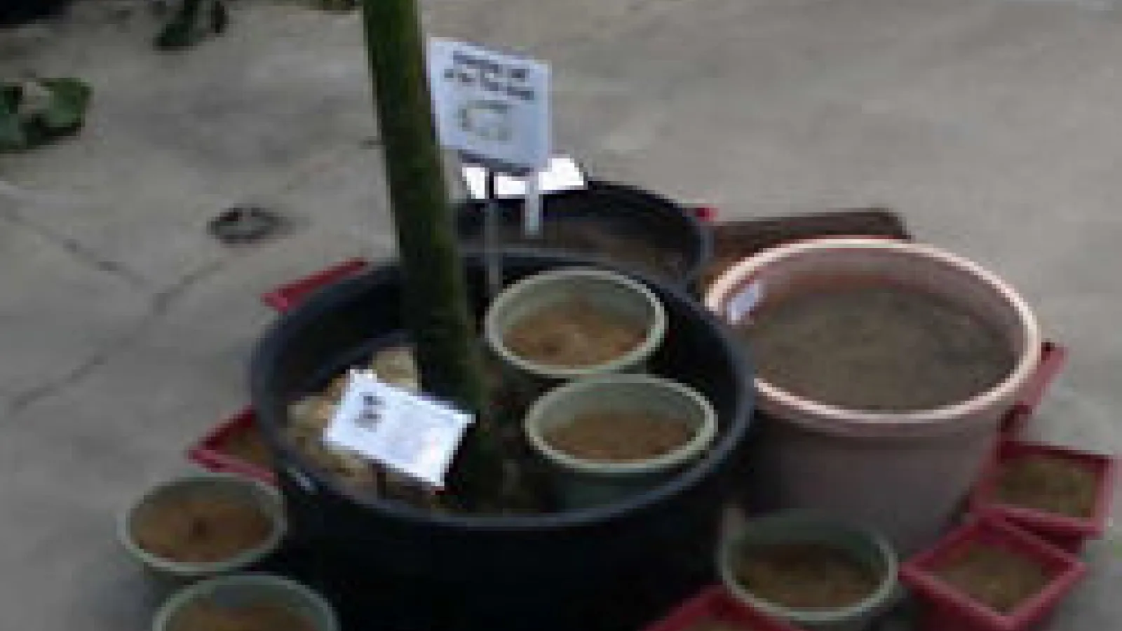 Still from streaming video of Voodoo Lilies in pots