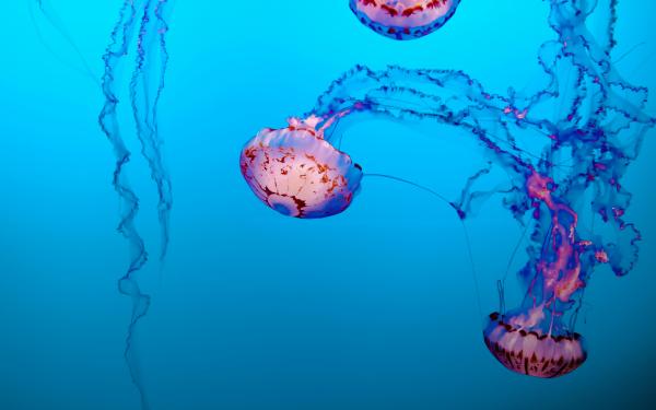 Jelly Fish Floating