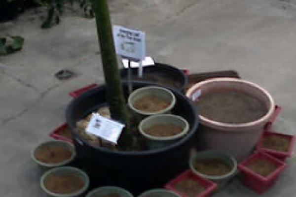 Still from streaming video of Voodoo Lilies in pots